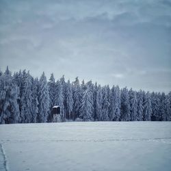 Wald Winter