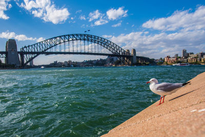 Seagulls on bridge over bay