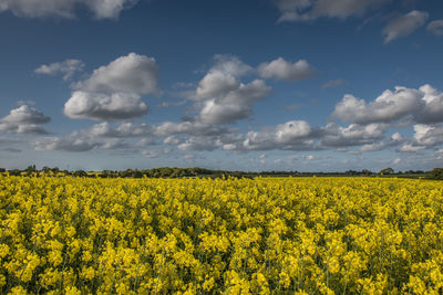 Scenic view of oilseed rape field against sky