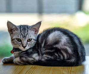 Close-up portrait of tabby cat