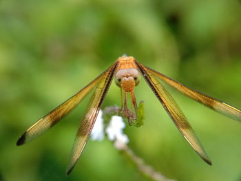 Close-up of insect on flower