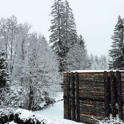 Snow covered trees