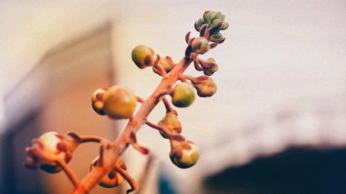 Close-up of flowers on tree