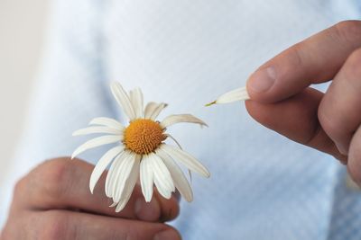 Midsection of man plucking white flower petal