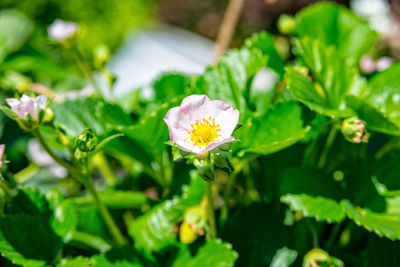 Close-up of flower blooming outdoors