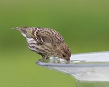 Close-up of a bird