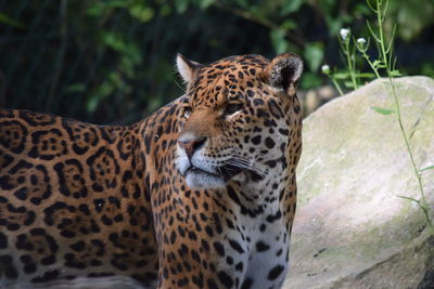 Close-up of tiger