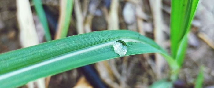 Close-up of green leaf on grass