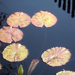 Leaves on ground