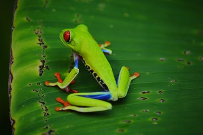 Rear view of red-eyed tree frog