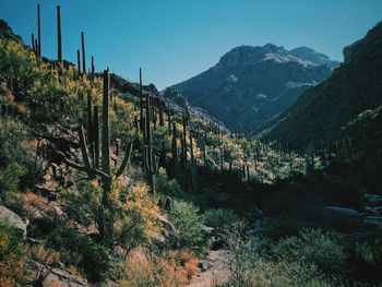 Scenic view of desert landscape with cactus against clear sky