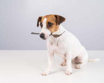 Portrait of dog sitting on white background