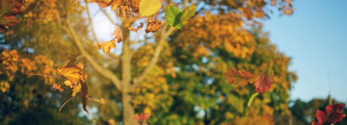 Close-up of maple leaves against sky