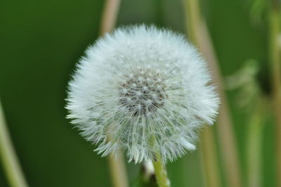 Close-up of dandelion