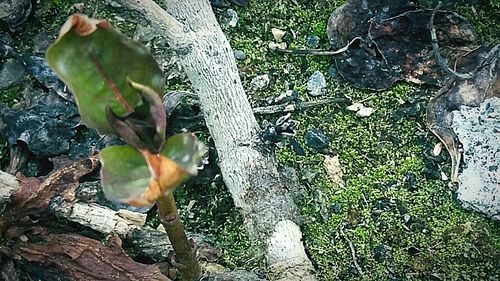 Plants growing on tree trunk