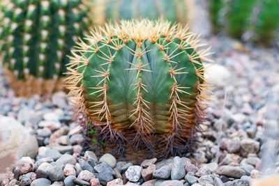 Close-up of succulent plant on field