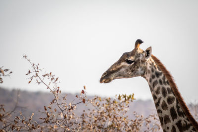 View of giraffe against sky