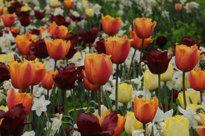 Close-up of tulips on field