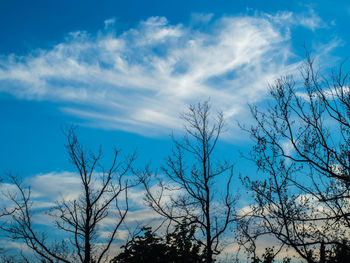 Low angle view of bare trees against blue sky
