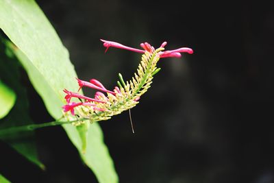 Close-up of red flowers