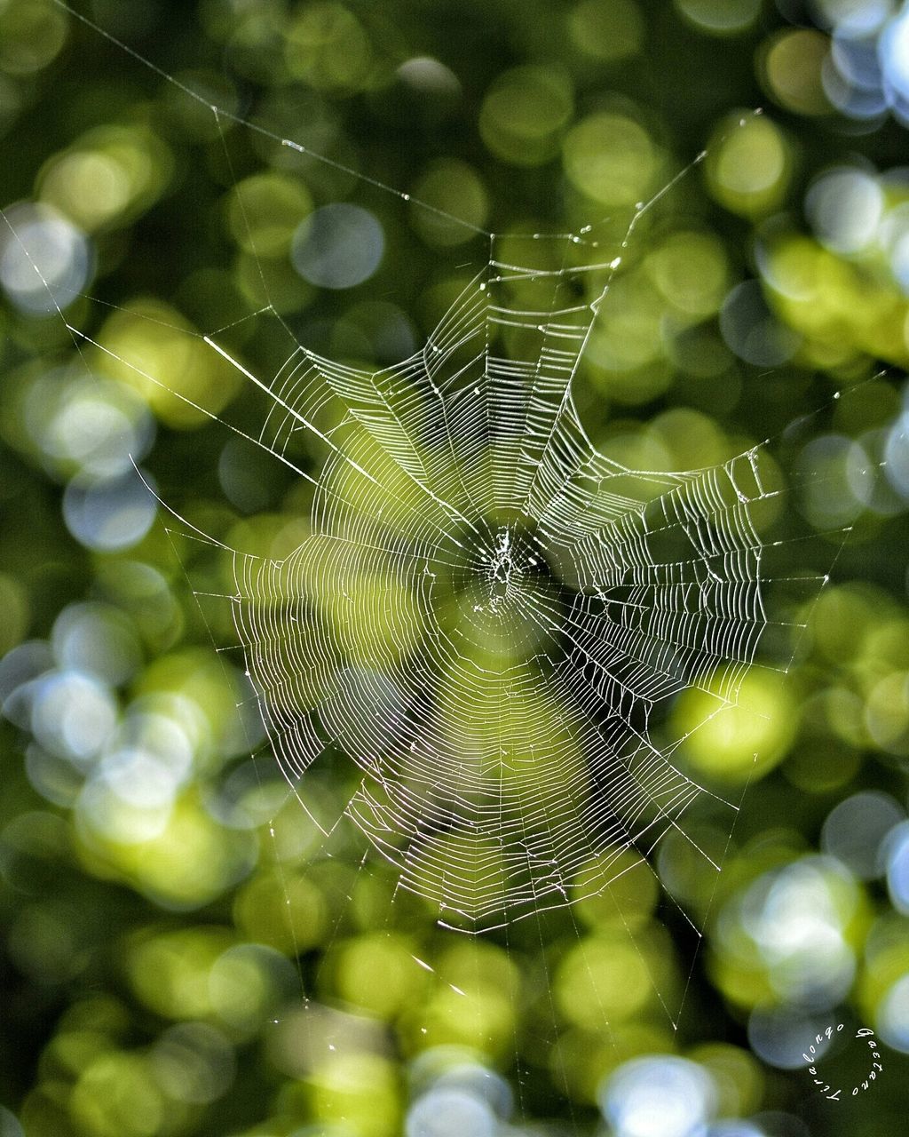 spider web, focus on foreground, close-up, drop, natural pattern, nature, water, fragility, growth, pattern, beauty in nature, selective focus, wet, dew, branch, tree, plant, outdoors, day, no people