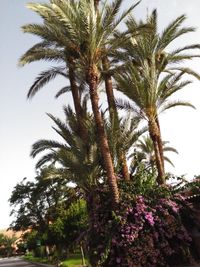 Low angle view of palm trees against sky