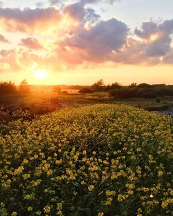 Scenic view of field against sky during sunset