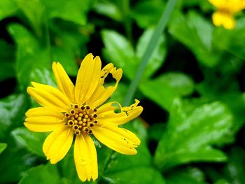 Close-up of yellow flower