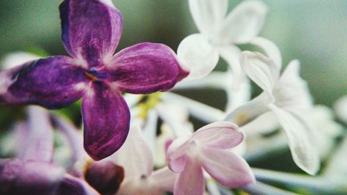 Close-up of purple flowers