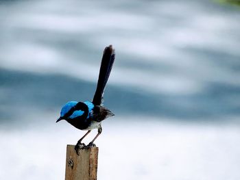 Close-up of bird perching on wooden post