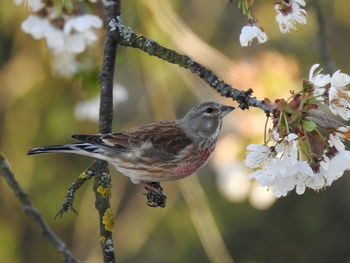 Close-up of bird perching on plant