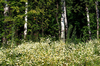 View of flowering plants in forest