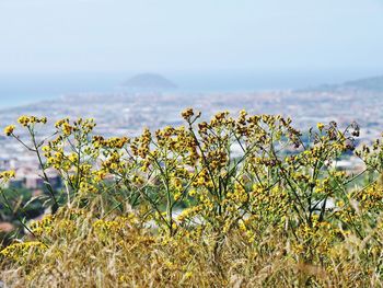 Close-up of plants growing on field by sea against sky