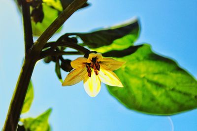 Close-up of yellow flower on plant against sky