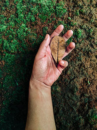 Close-up of man hand holding plants