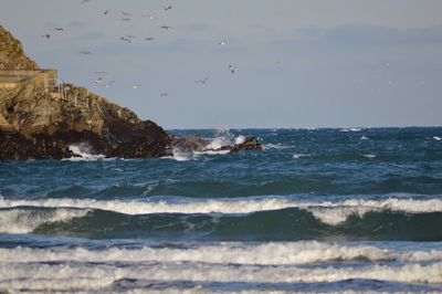 Birds flying over sea against sky