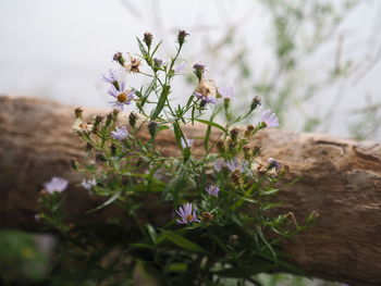 Close-up of flowering plant