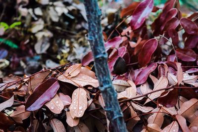 Close-up of leaf on wood