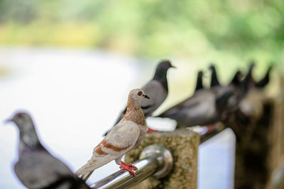 Close-up of bird perching on metal