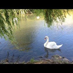 Bird swimming in lake