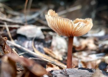 Close-up of mushroom growing on field