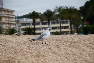 Seagull perching on retaining wall