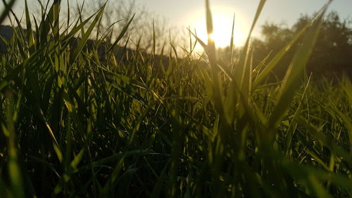 Crops growing on field against sky during sunset