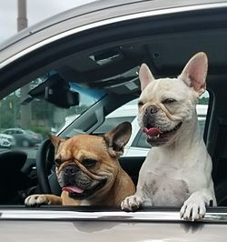 Dogs relaxing in car