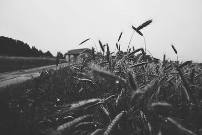 Close-up of plants on field against clear sky