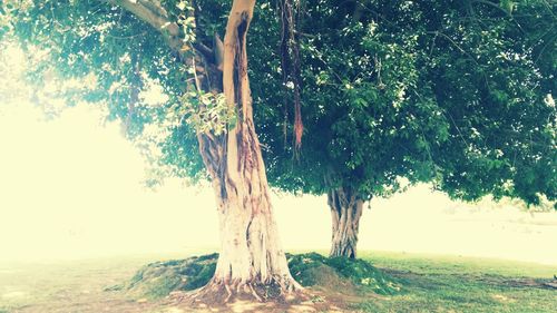 Trees on landscape