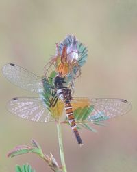 Close-up of spider eat dragonfly on leaf