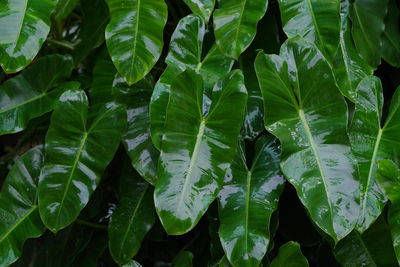 Close-up of wet leaves
