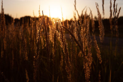 Stalk of wheat grass close-up photo silhouette at sunset and sunrise, nature sun sets