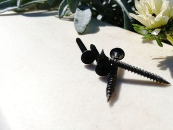 Close-up of flower on table